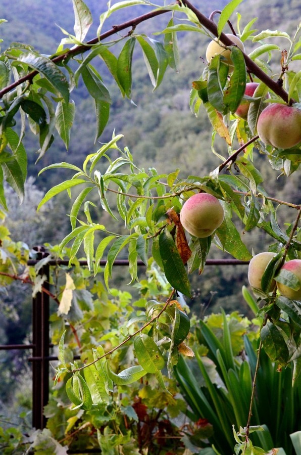 Adventures in food - Nice and Apricale