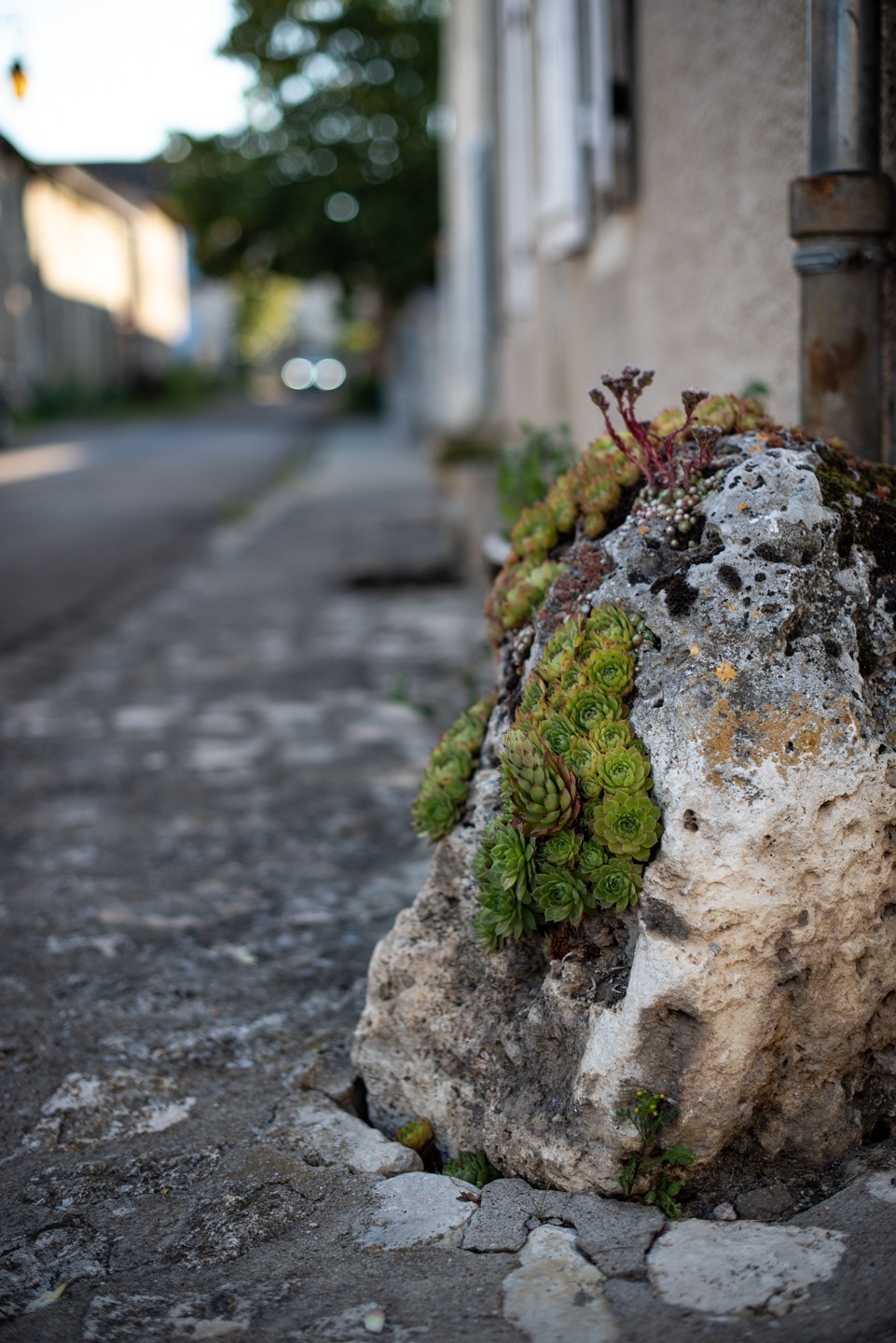 Adventures in Food - Charroux cook's Tour